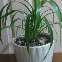 گل گندمی به همراه گلدان سرامیکی|گل و گیاه طبیعی|رشت, حمیدیان|دیوار