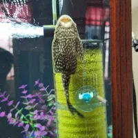 لجن خوار اسپرت