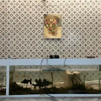 فروش اکواریو با ماهی و تجهیزات