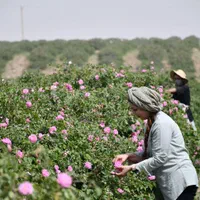 گلاب عمده کاشان|خوردنی و آشامیدنی|لنگرود, |دیوار