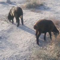 بره 2 ماهه