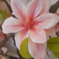 درختچه مصنوعی مگنولیا مدرن
