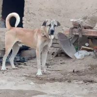 واگذاری سگ سرابی|سگ|کرمانشاه, |دیوار