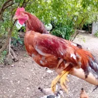 مرغ وخروس زینتی و محلی|حیوانات مزرعه|اطاقور, |دیوار