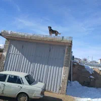 واگذاری|سگ|دهگلان, |دیوار