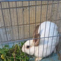 خرگوش|موش و خرگوش|کرج, چهارصد دستگاه|دیوار