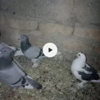 کفتر کورکورو اصل|پرنده|زهک, |دیوار