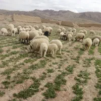 68000000|حیوانات مزرعه|آباده, |دیوار