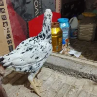 مرغ و خروس لاری|حیوانات مزرعه|قدس, شهرقدس|دیوار