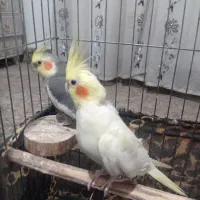 عروس هلندی جفت مولد 7تخمه کفتر مرغ عشق قناری سهره