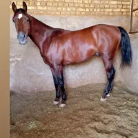 اسب نریون 6ساله