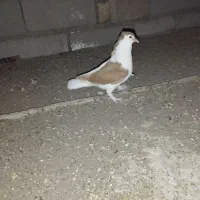 فروش