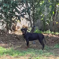 روتوایلر اصیل