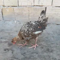 جوجه سه ماهه