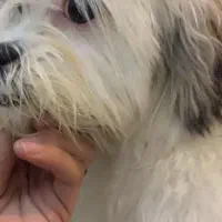 سگ تریر ۱ساله نر