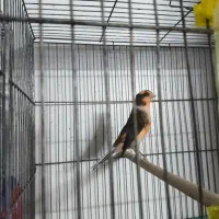 قناری نر اماده|پرنده|اصفهان, شاه پسند|دیوار