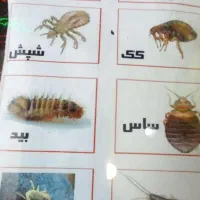 سمپاشی سم پاشی سوسک ساس در تمام نقاط مشهد|خدمات نظافت|مشهد, پورسینا|دیوار