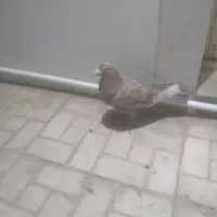 پلاکی
