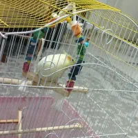 عروس هلندی سخن گو|پرنده|محمدیه-قزوین, |دیوار