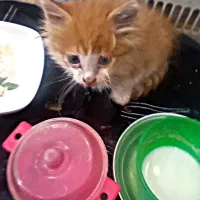 گربه پرشین|گربه|ارومیه, |دیوار