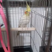 عروس هلندی نر و ماده