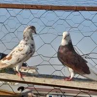 کبوتر فروشی|پرنده|آق قلا, |دیوار