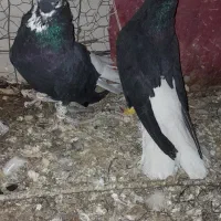 فروش پرند