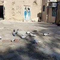 کفتر پرشین درجه یک