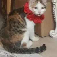 واگزاری مادهDsh