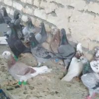 28ماده12حیوان نر نرماده سینه چپ خال پشت کویتی ماده|پرنده|فرح دشت, |دیوار