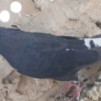 کبوتر اشعل  به شرط نطفه|پرنده|کارون, |دیوار