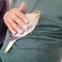 جوجه عروس هلندی|پرنده|تهران, خاک سفید|دیوار