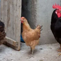 مرغ عربی تخم گذار وکرک شو