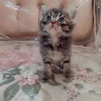 دنیای گربه ها