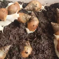 حلزون تخم گزار زیر قیمت بازار دونه ای 60