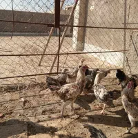 خروس نژاد لاری|حیوانات مزرعه|قم, پردیسان|دیوار