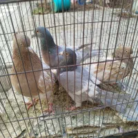 1جفت کفترکله7رنگ اجقت خط سفید آلمانی 7تاجوجه