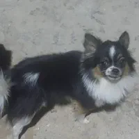 گمشده در محدوده میدان برازنده