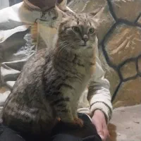 فروش گربه خونگی|گربه|دزفول, |دیوار