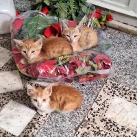 واگذاری گربه رایگان|گربه|لاهیجان, یوسف آباد|دیوار