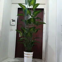 گل مصنوعی|گل مصنوعی|دورود, |دیوار