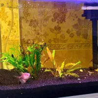 اکواریوم ماهیران