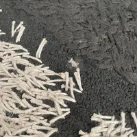 گلیم فرش ۴ متری|فرش|ایلام, |دیوار