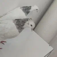 طوقی الماسی هفت‌رنگ ماده|پرنده|شوش, |دیوار