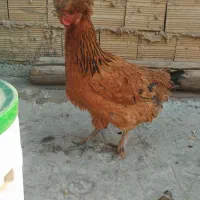 مرغ دورگه|حیوانات مزرعه|بهارستان, |دیوار