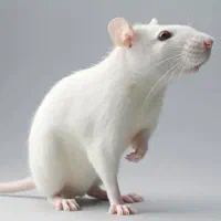 موش آزمایشگاهی