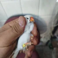 فنچ کینگ  زبرا انگلیسی روهم جفتی هفتصد هزار تومن