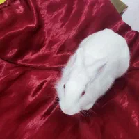 خرگوش سفید ماده چشم شرابی