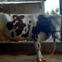 گوساله سیمینتال  اصلی