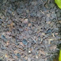 کشمش|خوردنی و آشامیدنی|زرقان, |دیوار